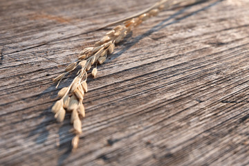 Close up dry Rice spike on wood texture background