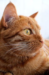 Orange cat attentively looks with yellow eyes in a side.