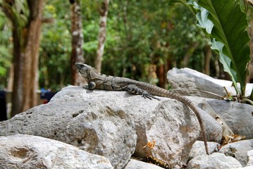 iguana, lizard, reptile, animal, nature, wildlife, green, wild, animals, reptiles, tropical, zoo, fauna, 