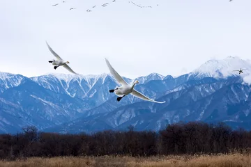 Photo sur Plexiglas Anti-reflet Cygne 下降する白鳥と北アルプス