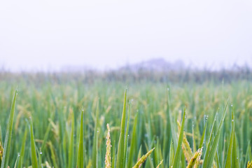 Rice paddy field with droplet and fog landscape background in morning time, at chiang mai thailand