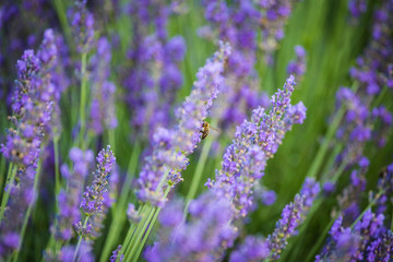 Lavender fields near Valensole, Provence, France