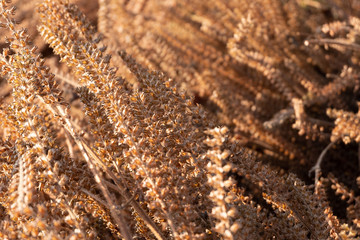 Dry grass plant in sunrise at north of thailand