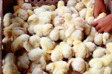 Sell chicks