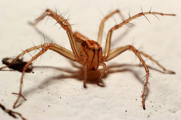 The hunter spider rests on the wall.