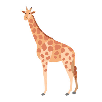 Cute giraffe isolated on white background