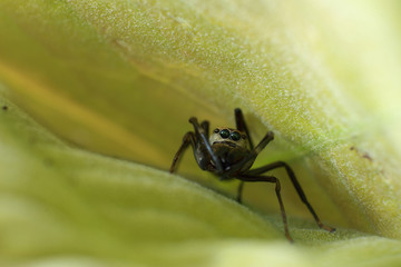 Ant mimic spider on the leaf, macro