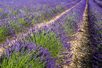 Fototapeta na wymiar Lavender fields near Valensole, Provence, France