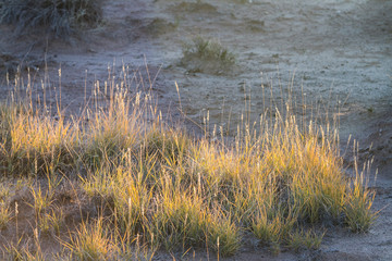 Desert Grass of Arizona