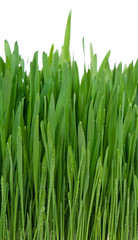 Obraz na płótnie Canvas Fresh green grass