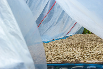 Dried coffee beans