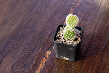 Small cactus in pot on wood table brown color at north of thailand
