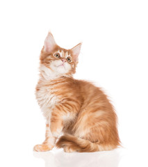 Obraz premium Maine Coon kitten