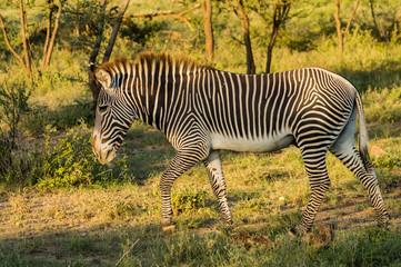 Naklejka premium Isolated zebra walking in the savannah of Samburu Park