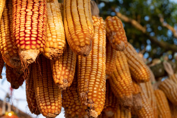 Dry cob corn hanging on tree with sunrise in morning time at Mae Hong Son, Thailand