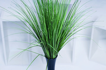 Bright green flowers in a vase on a white background