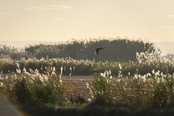 Great cormorant (Phalacrocorax carbo) flying in a rice field at golden sunset in the natural park...