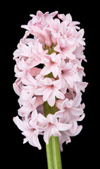 Bright pink hyacinth