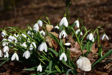 snowdrops flower-spring will come soon
