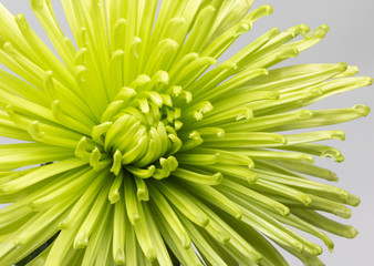 Green chrysanthemum macro