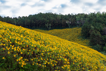 Thung Bua Tong Destination Tree marigold or Mexican sunflower blooming field among mountain with sky and cloud at Khun Yuam, Mae Hong Son, Thailand