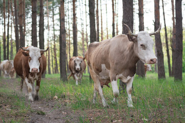 Cows going home through the pine forest