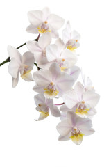 Naklejka na ściany i meble Flowers of white orchids
