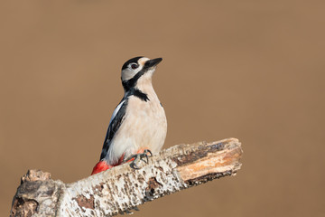 Picchio rosso maggiore isolato (Dendrocopos major)