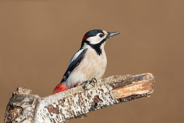 Picchio rosso maggiore isolato (Dendrocopos major)
