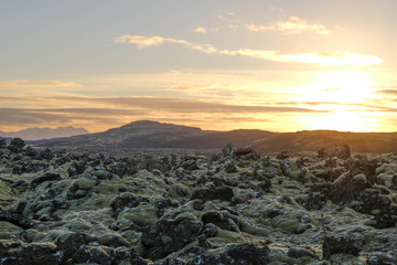 Lava rock field cover with moss and fern and mountain background sunset