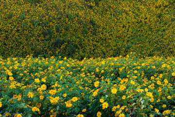 Thung Bua Tong Destination Tree marigold or Mexican sunflower blooming field at Khun Yuam, Mae Hong Son, Thailand