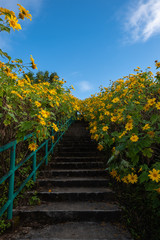 Fototapeta na wymiar Thung Bua Tong Destination Tree marigold or Mexican sunflower blooming field among mountain with stair at Khun Yuam, Mae Hong Son, Thailand