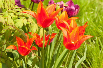 Red tulips on the flower bed.