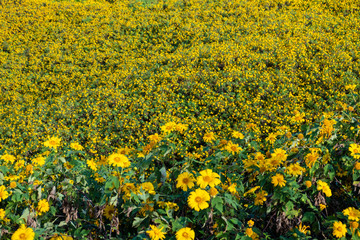 Thung Bua Tong Destination Tree marigold or Mexican sunflower blooming field at Khun Yuam, Mae Hong Son, Thailand
