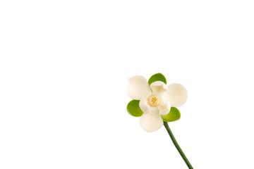 White magnolia flower on isolated background. © suwanb