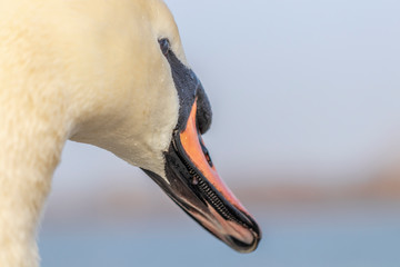 Zähne von einem Schwan