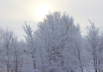 winter landscape with trees and snow