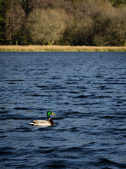 mallard on tarn