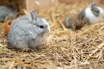 Netherland Dwarf rabbit is one of the smallest rabbit breeds. Its popularity as a pet or show...