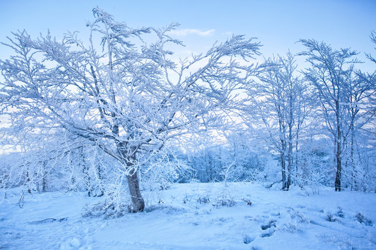 Fototapeta blue winter abstract background with trees pattern and mountains