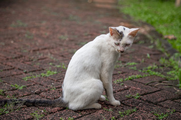 Close up Homeless white cat sitting on the street sidewalk