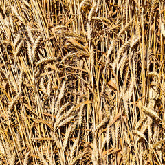 field of wheat