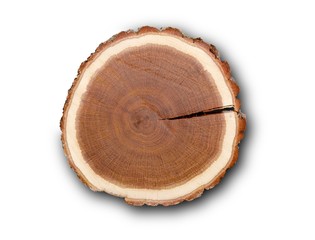 Log Cross Section
