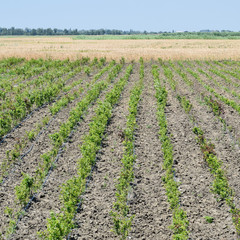 Field with seedlings of fruit trees. Reproduction of fruit crops