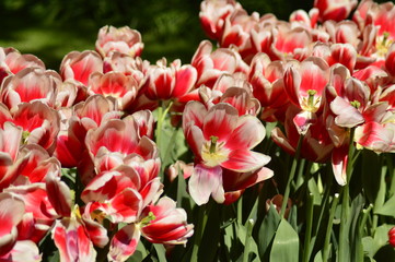 red flowers in the garden