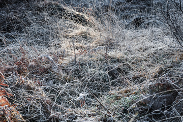 Hoar frost covering the grasses around Glenfinnan Viaduct. Argyll, Scotland.