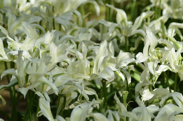 red flowers in the garden