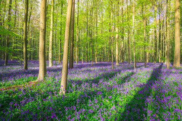 Fototapeta na wymiar Hallerbos forest with purple flowers near Halle, Bruxelles, Belgium