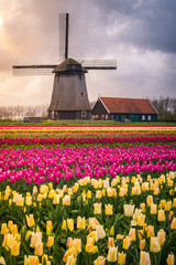 Tulips fields near Amsterdam, Netherlands
