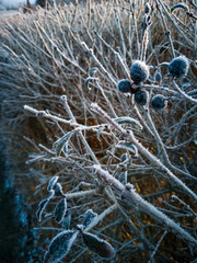 frozen bush